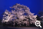 弘法夜桜